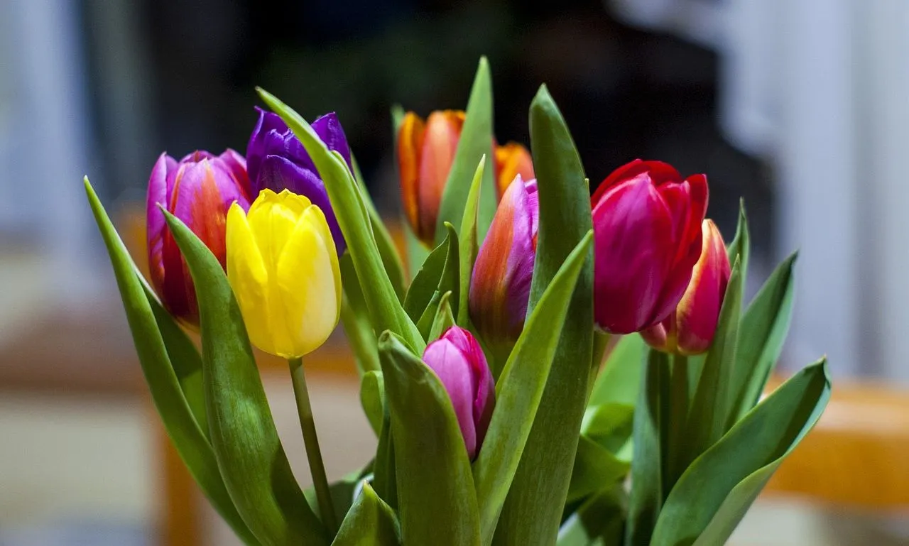 tulpen