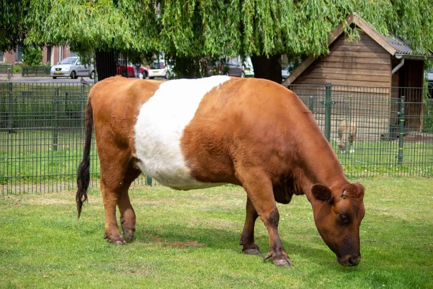 457755086 998567772070614 3440748621751412650 n