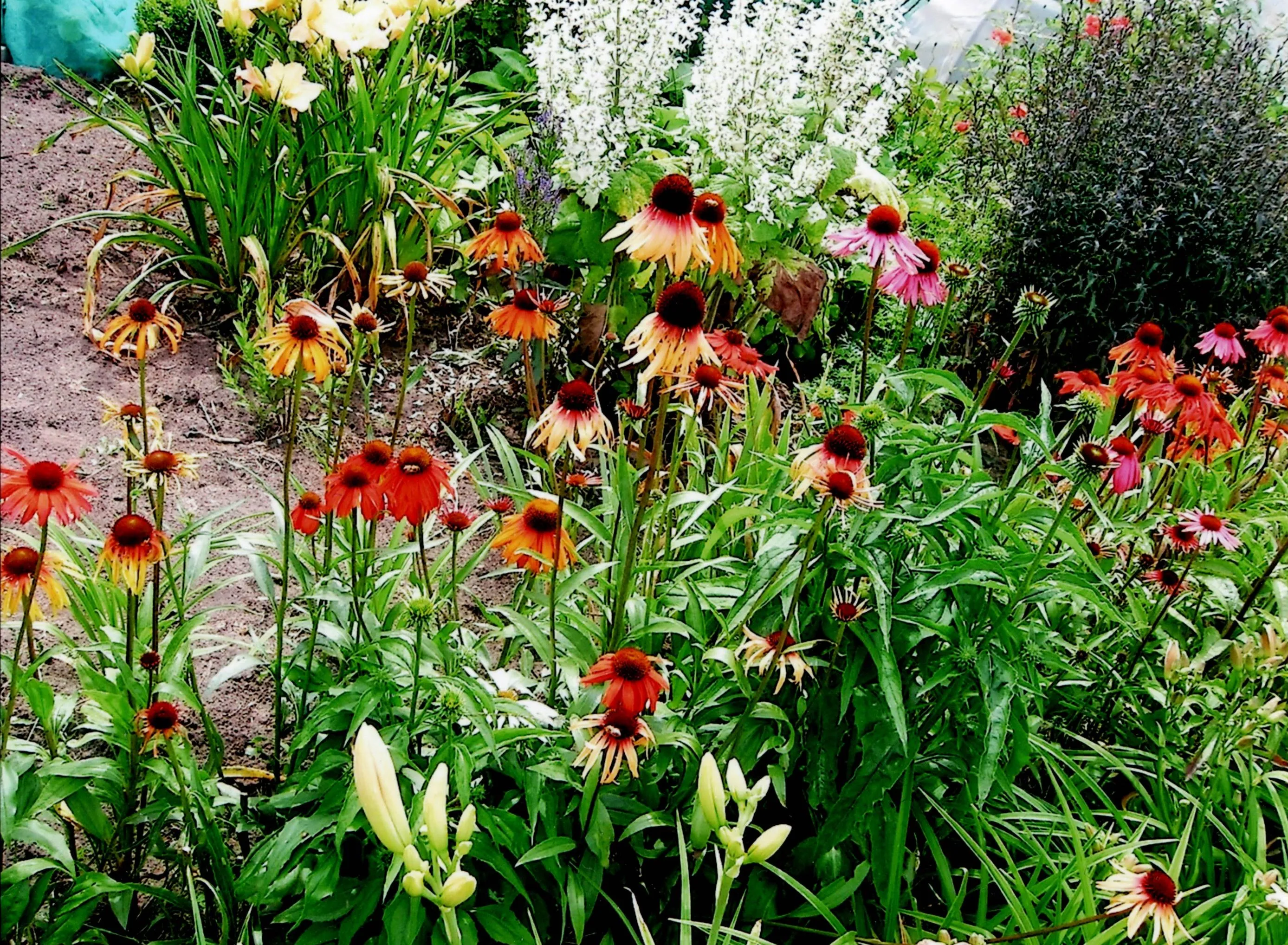 20241030 nelwens hires