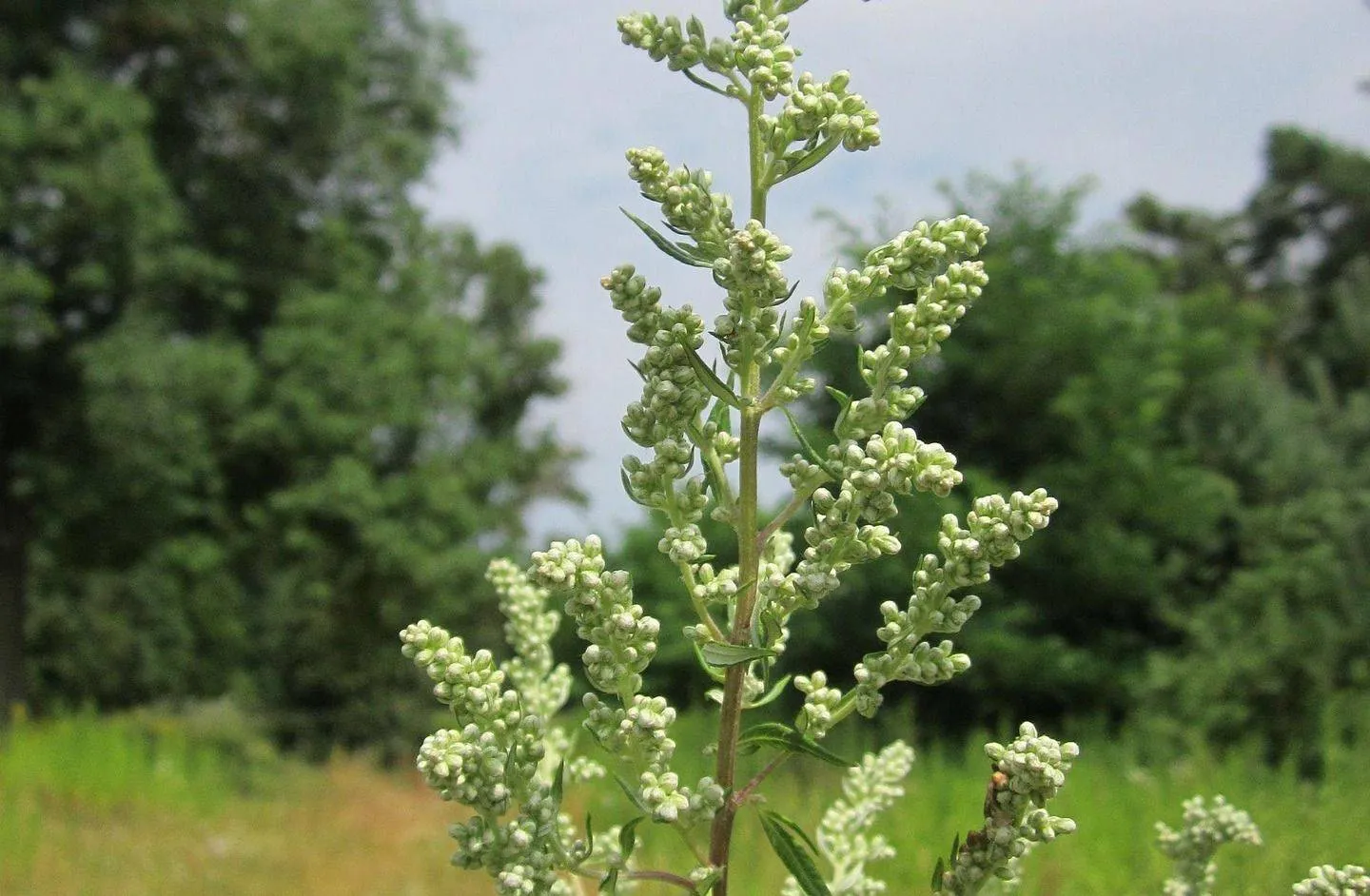 artemisia-vulgaris-848743_1920