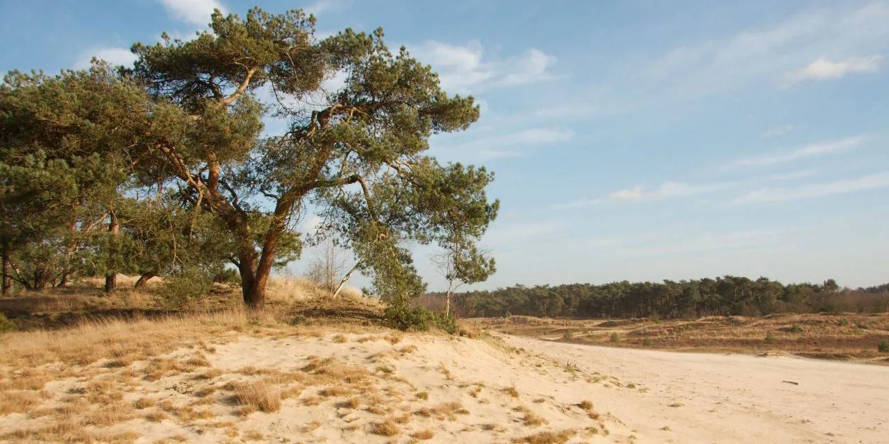 loonse-en-drunense-duinen