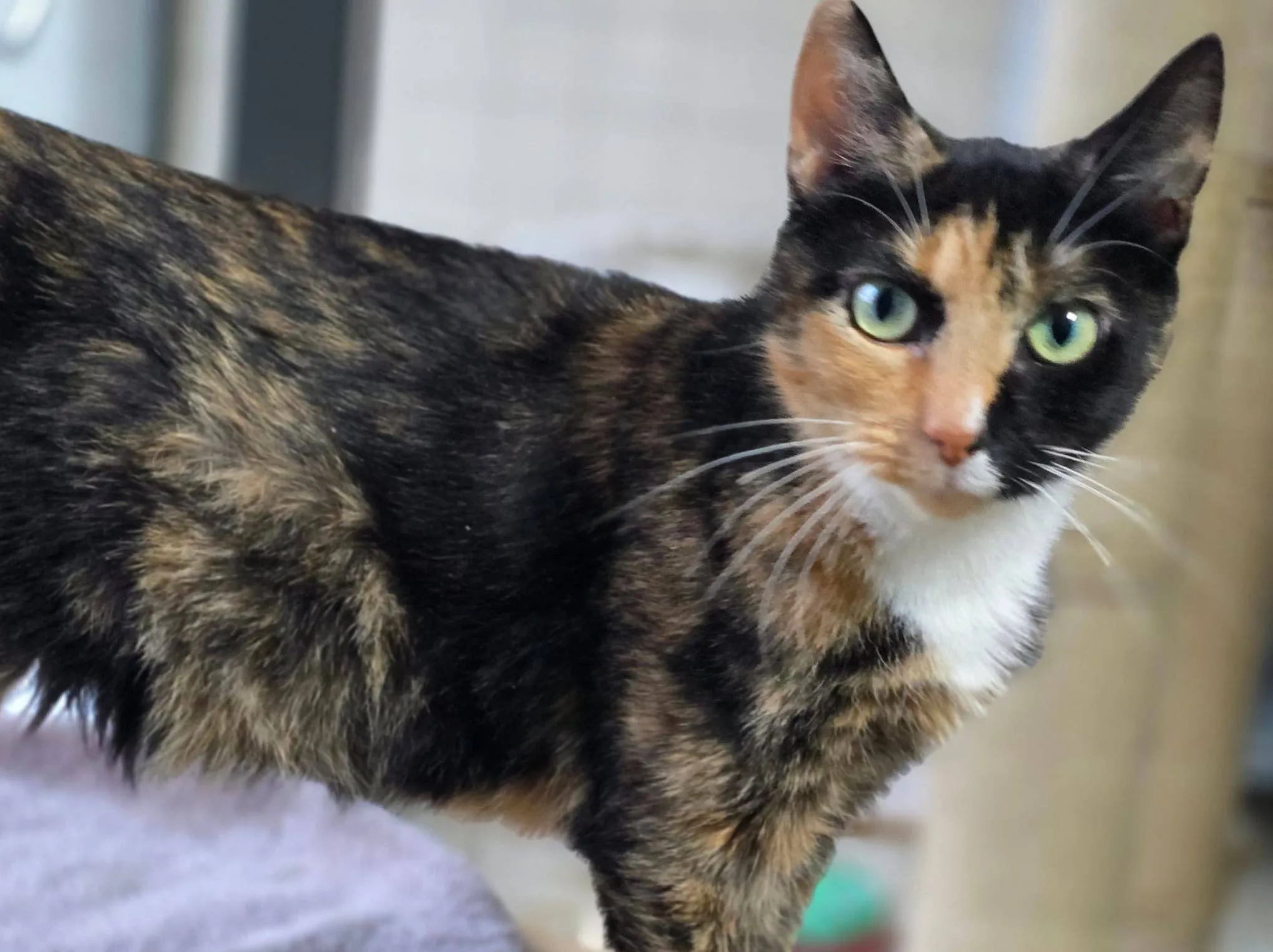 Poes Lindgren asieldier december 2025