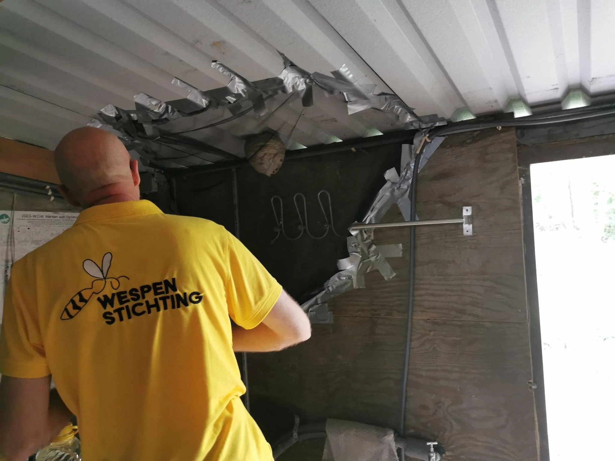 Afschermen van het wespennest van een Saksische wesp - © M-A te Riele