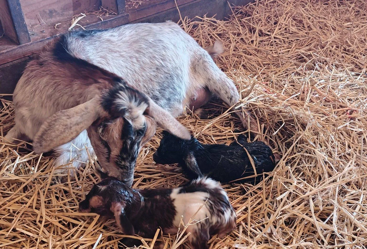 656858565_1443479600912760_1530545482448920321_n (1)