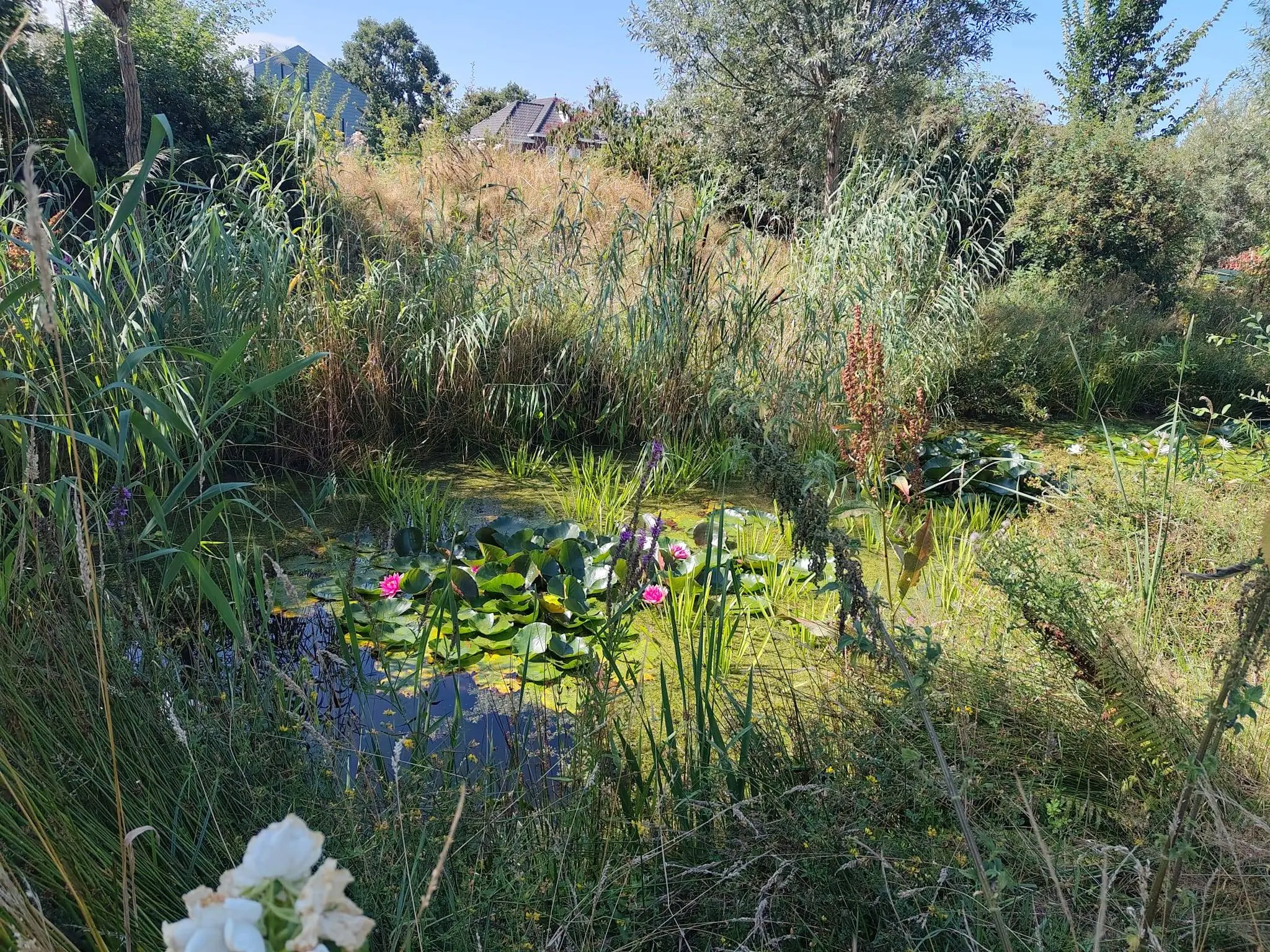 Vijver Samentuin
