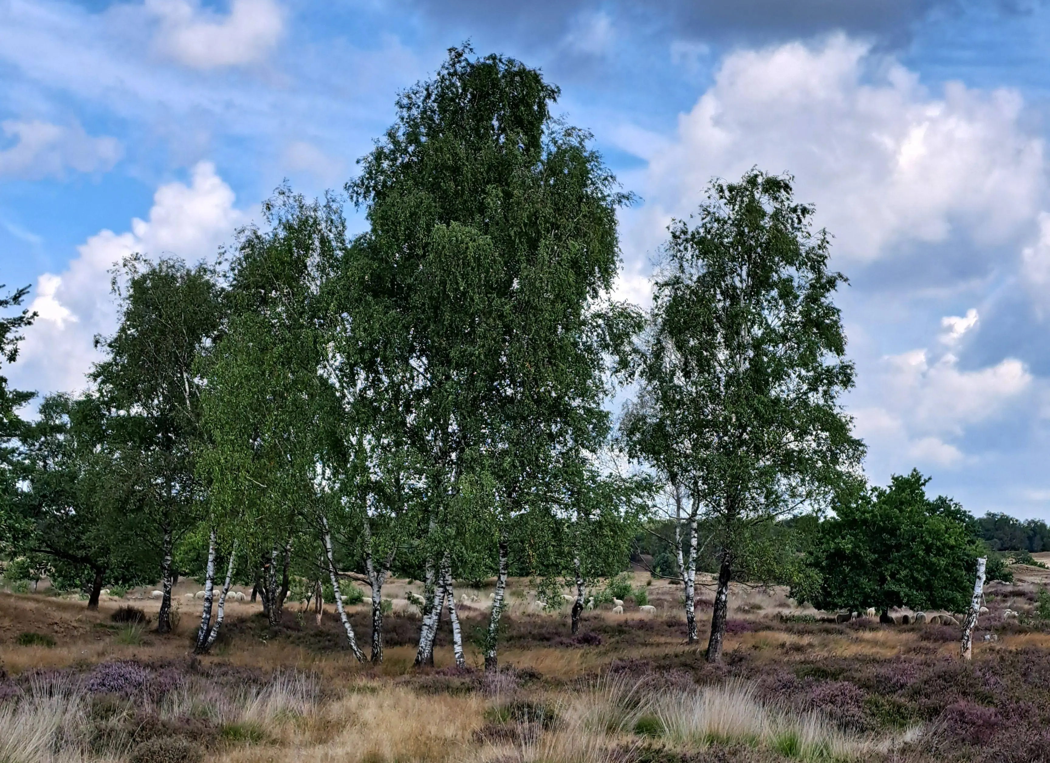 heide en berk