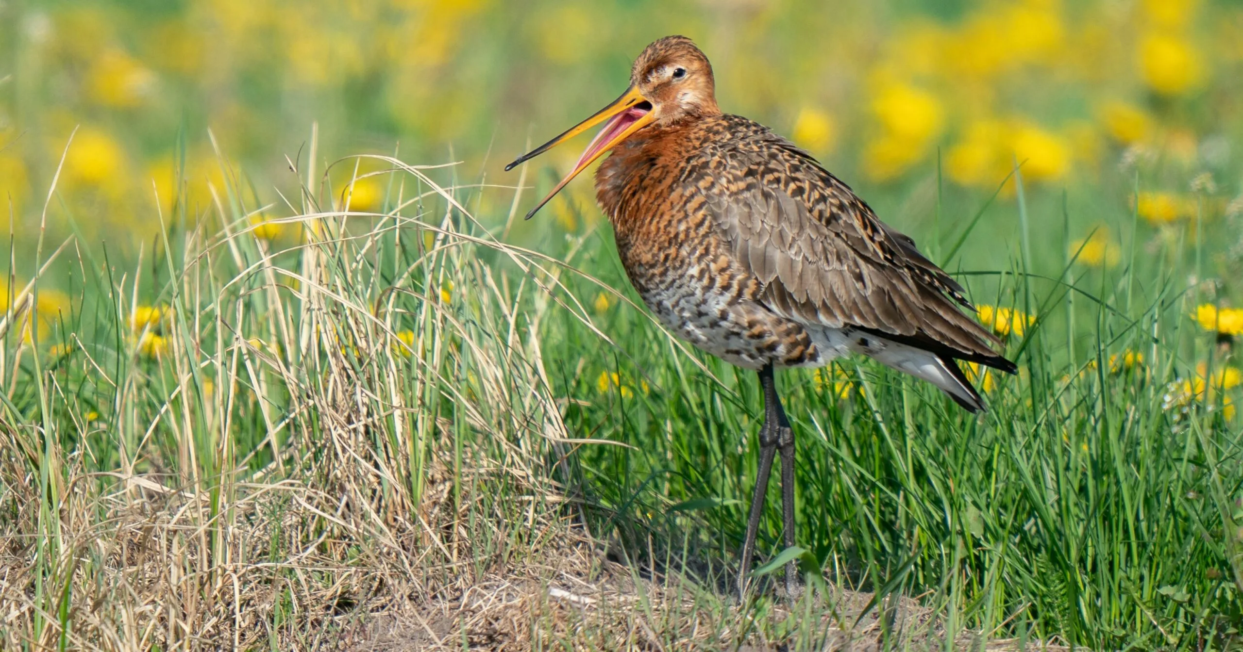 1052 f02aac4107e248492d7f7301ad9ef10e scaled