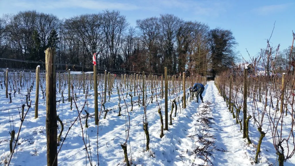 20170113 wagenings wijngoed winterlandschap 1024x576