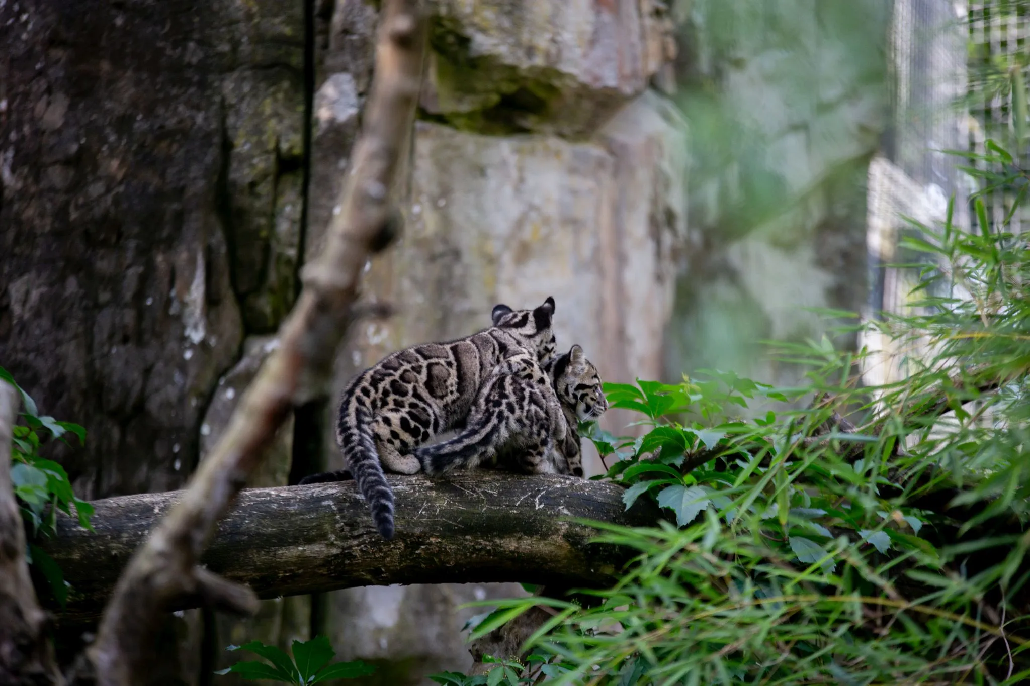2023 07 nevelpanter jong voor het eerst naar buiten 1