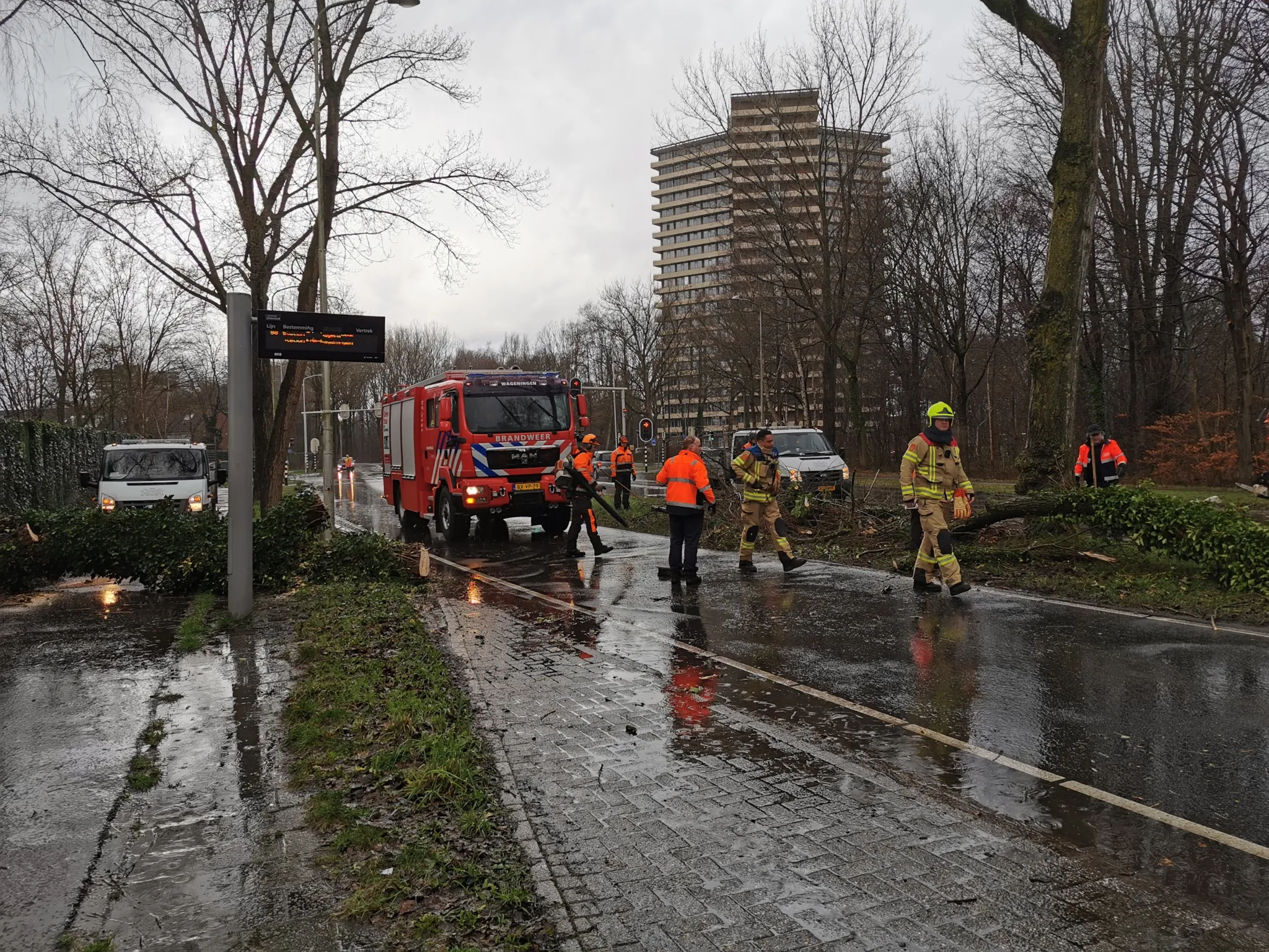 28 01 nijenoord boom