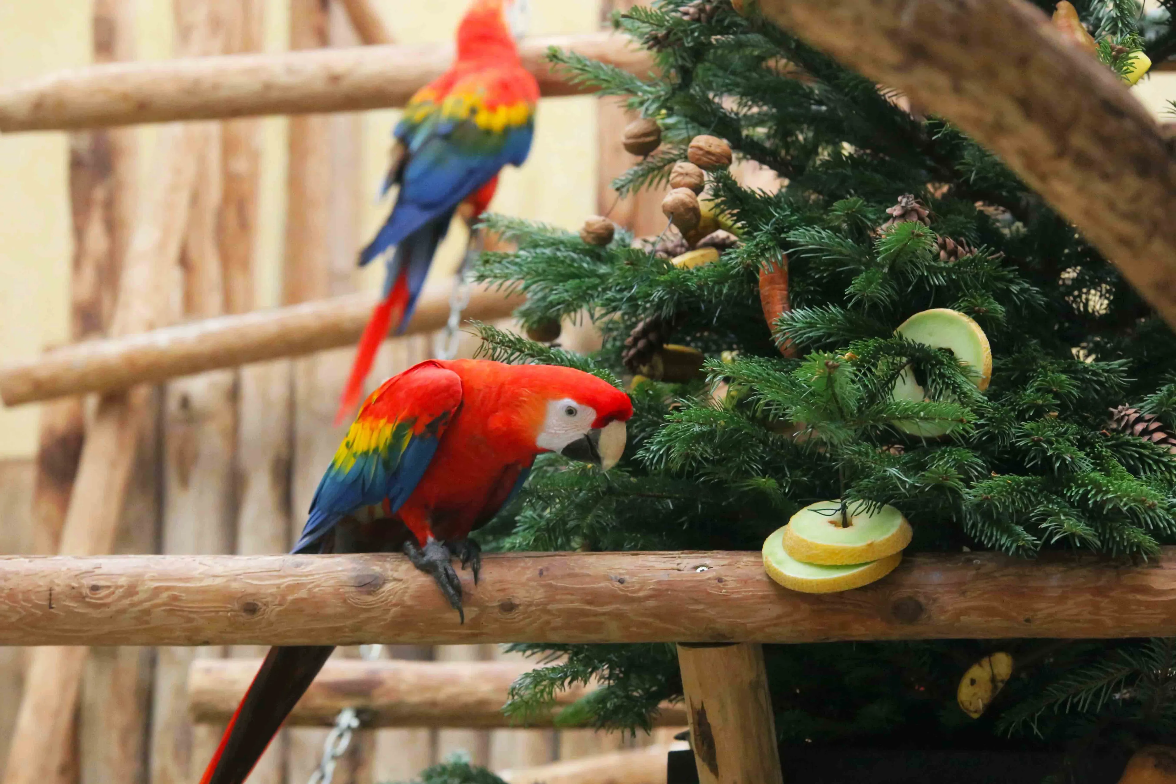 aras kerst ouwehands dierenpark 2017