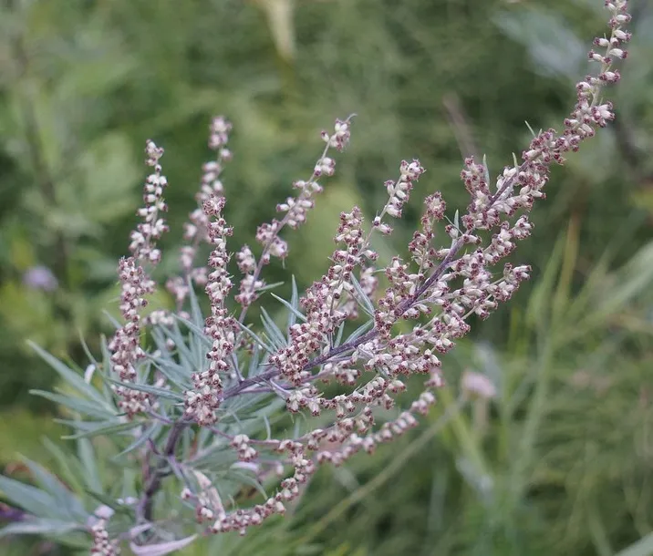 bijvoet hietaparta pixabay