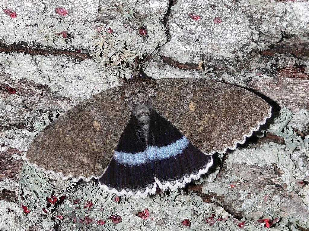 blauw weeskind harald supfle wikimedia