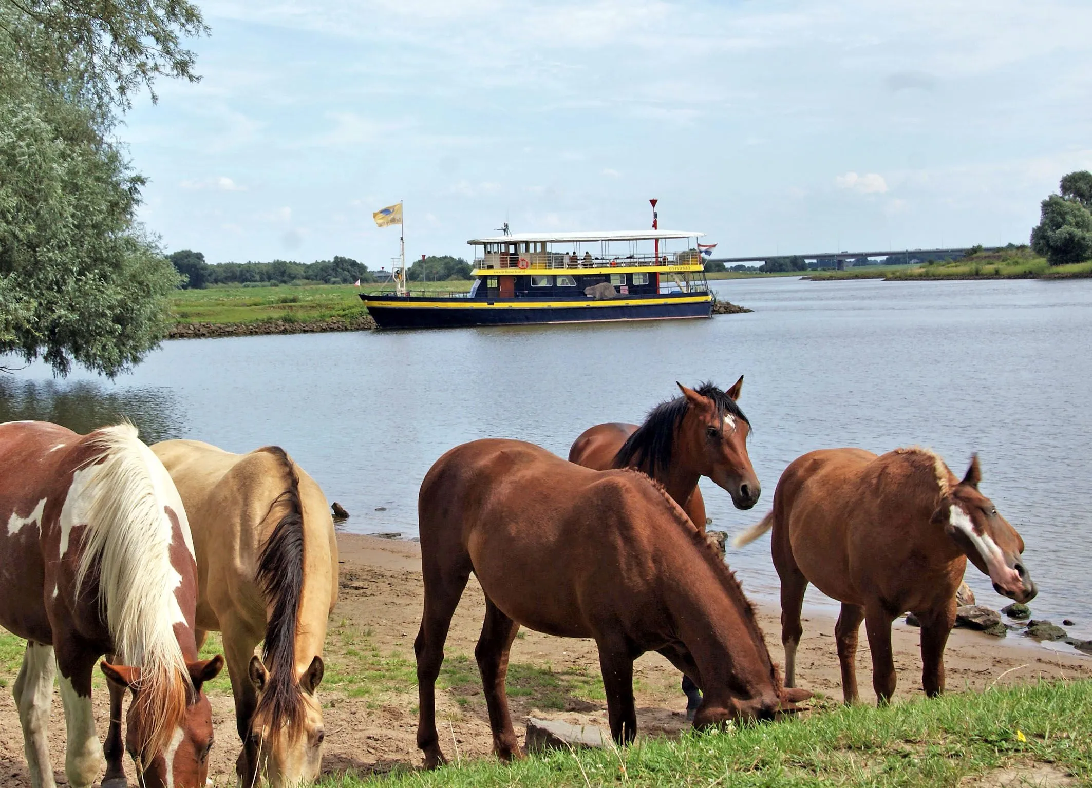 blauwe bever jufferswaard