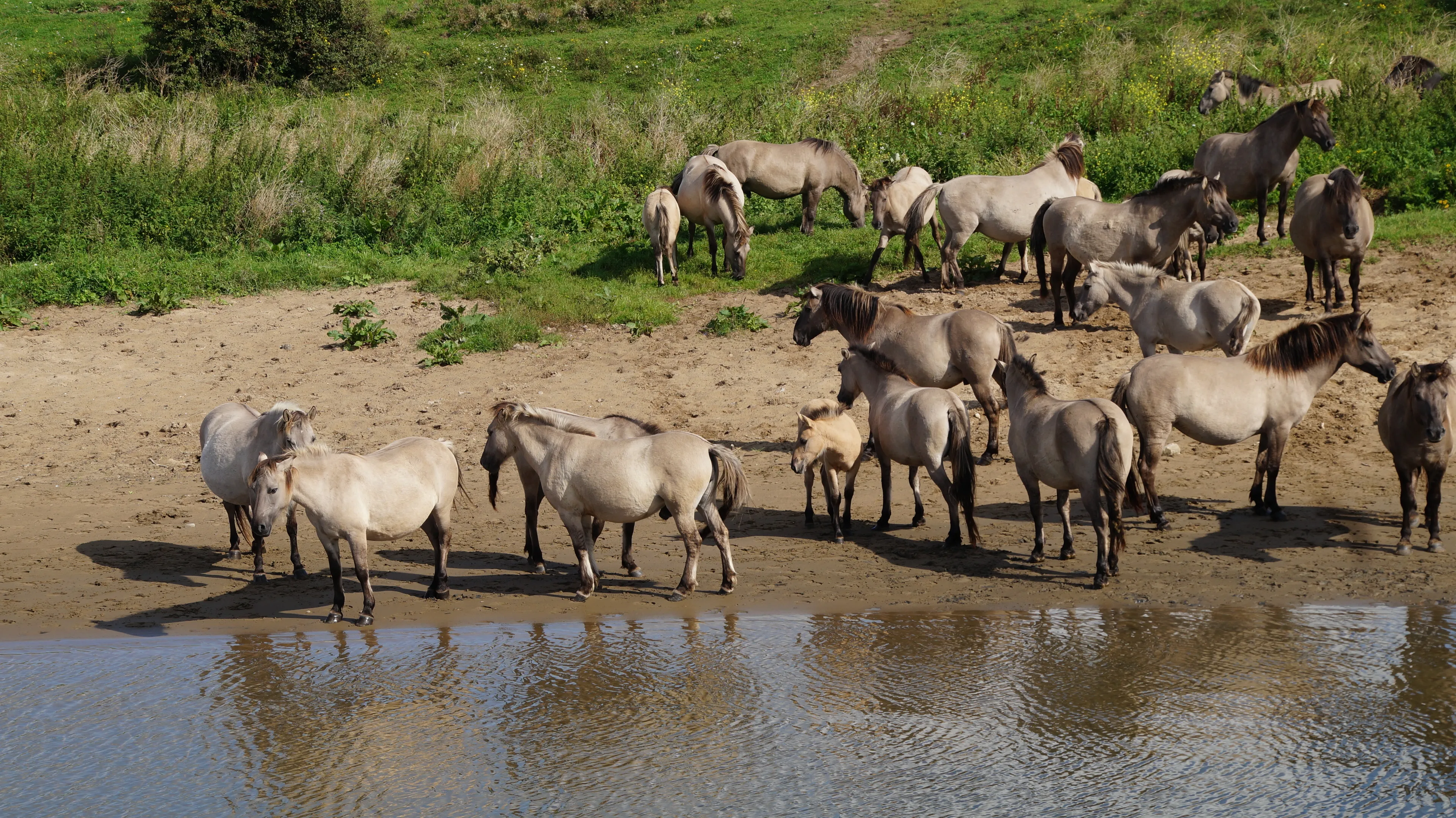 blauwe kamer paarden 02092017 2