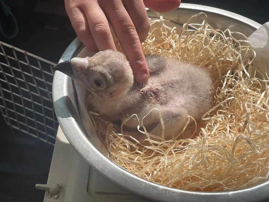 bzjonge monniksgier 1