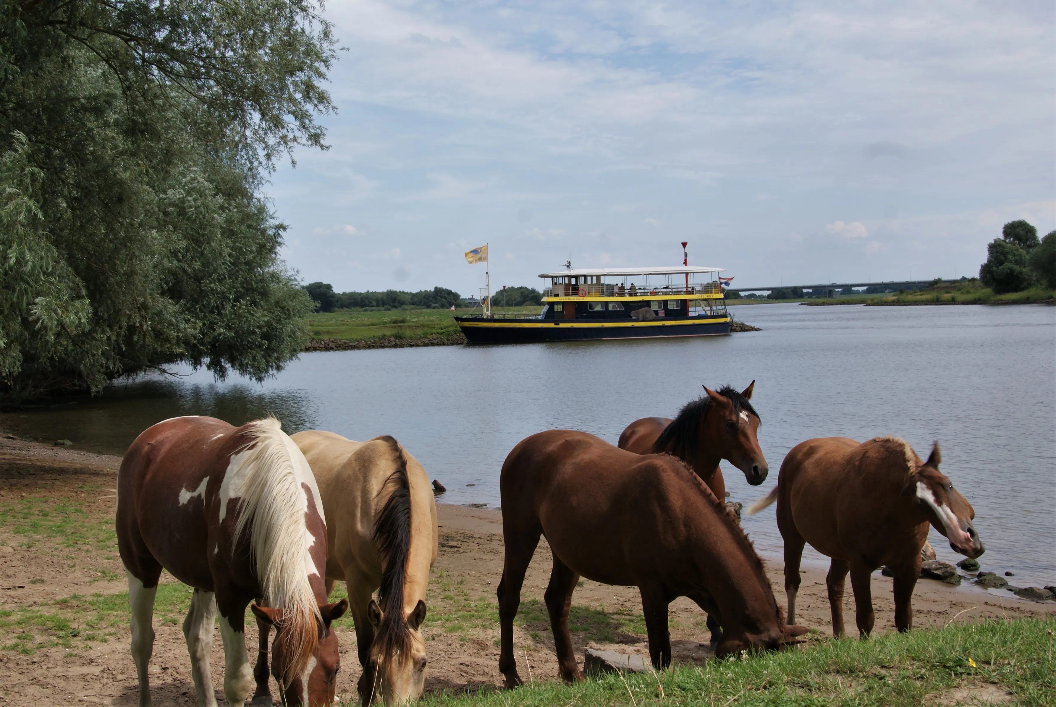 de blauwe bever jufferswaard 031