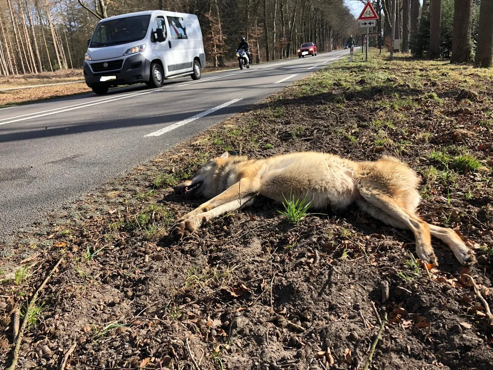 dode wolf n224 ede blur