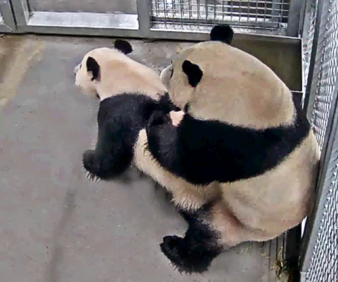 eerste paring reuzenpanda s in ouwehands dierenpark rhenendocx