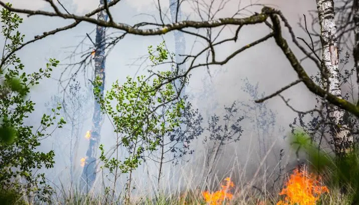 extra alert op natuurbranden door droogte 715x408