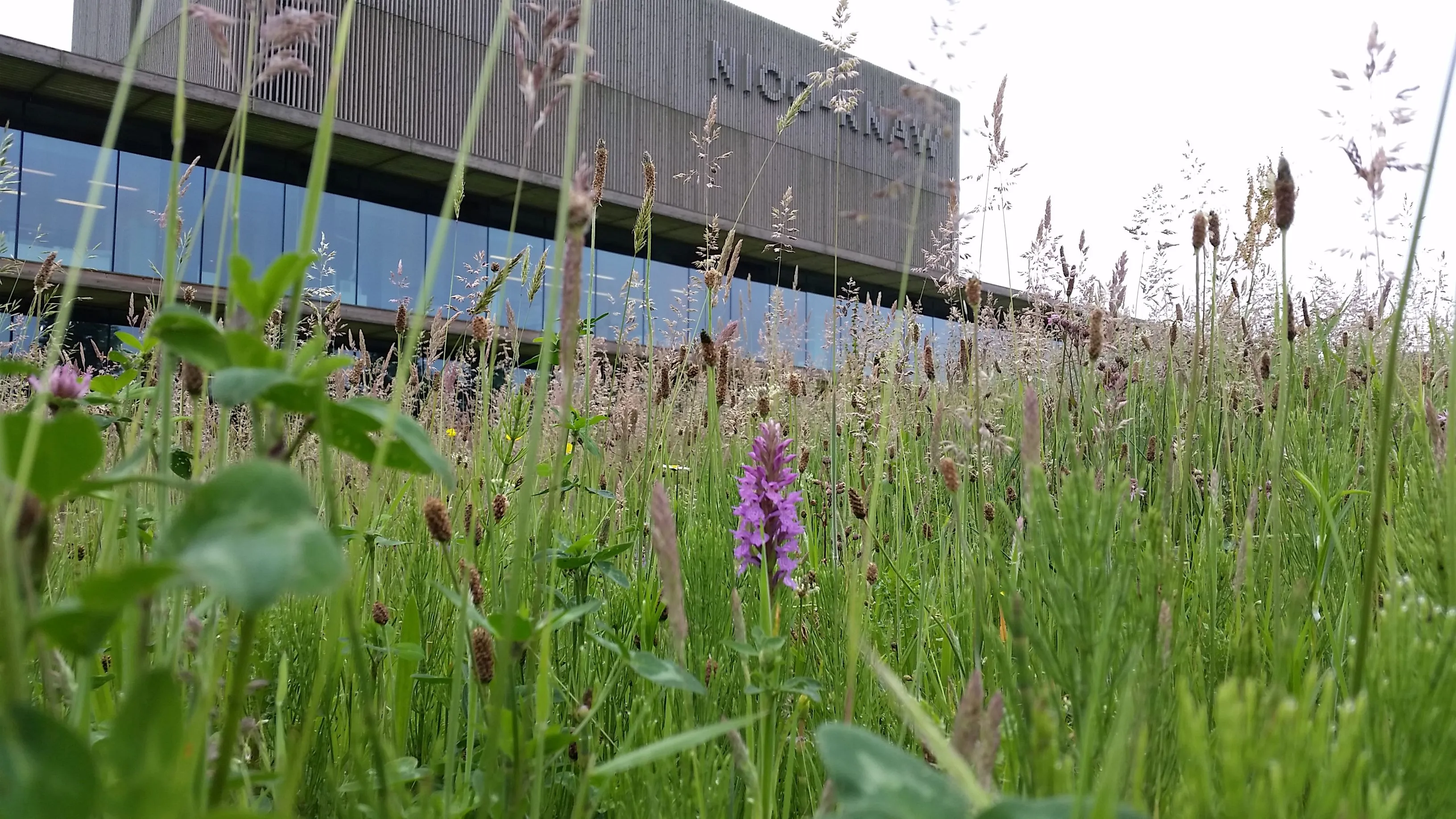 gebouwnioometorchidee