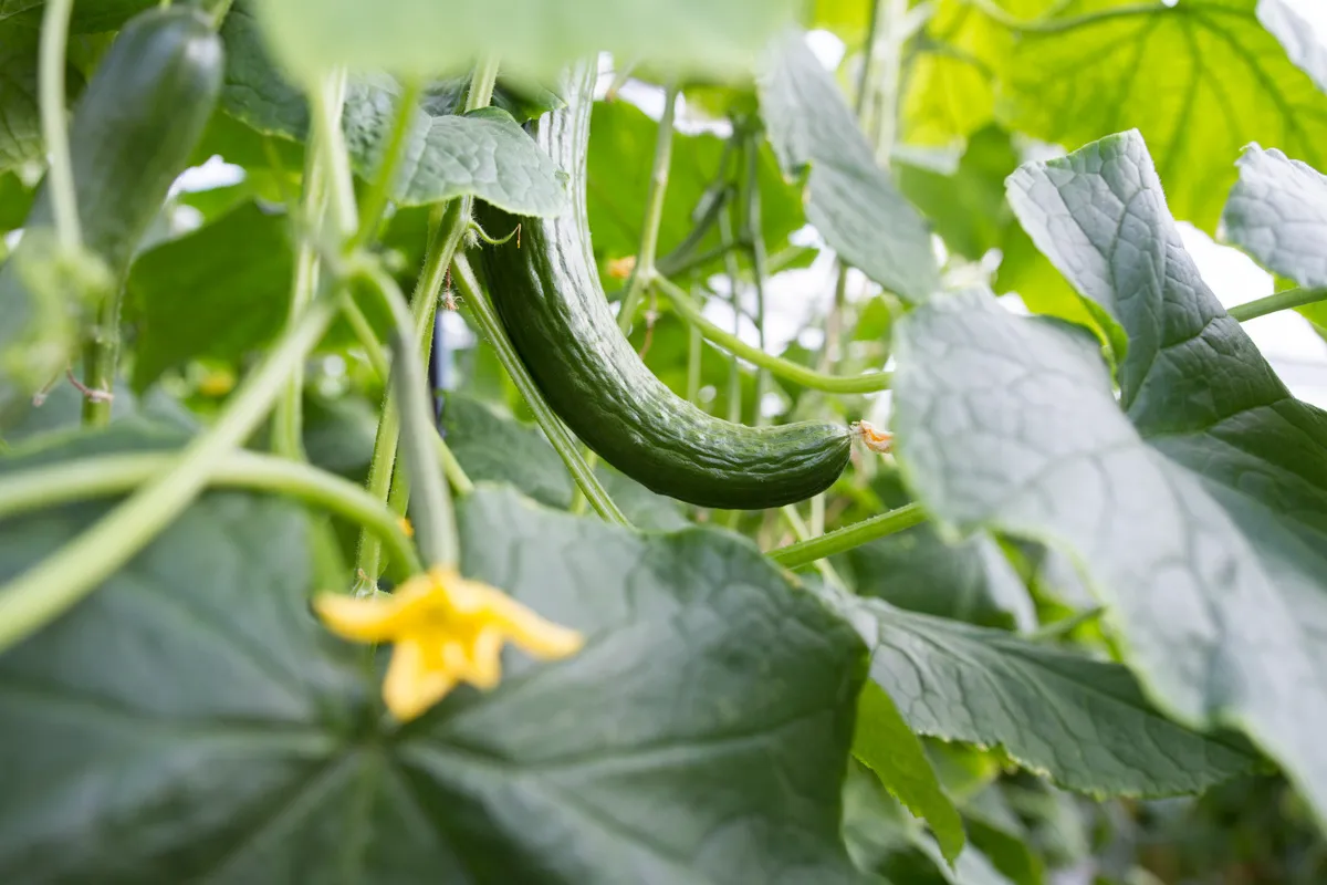 kleine kromkommer aan plant