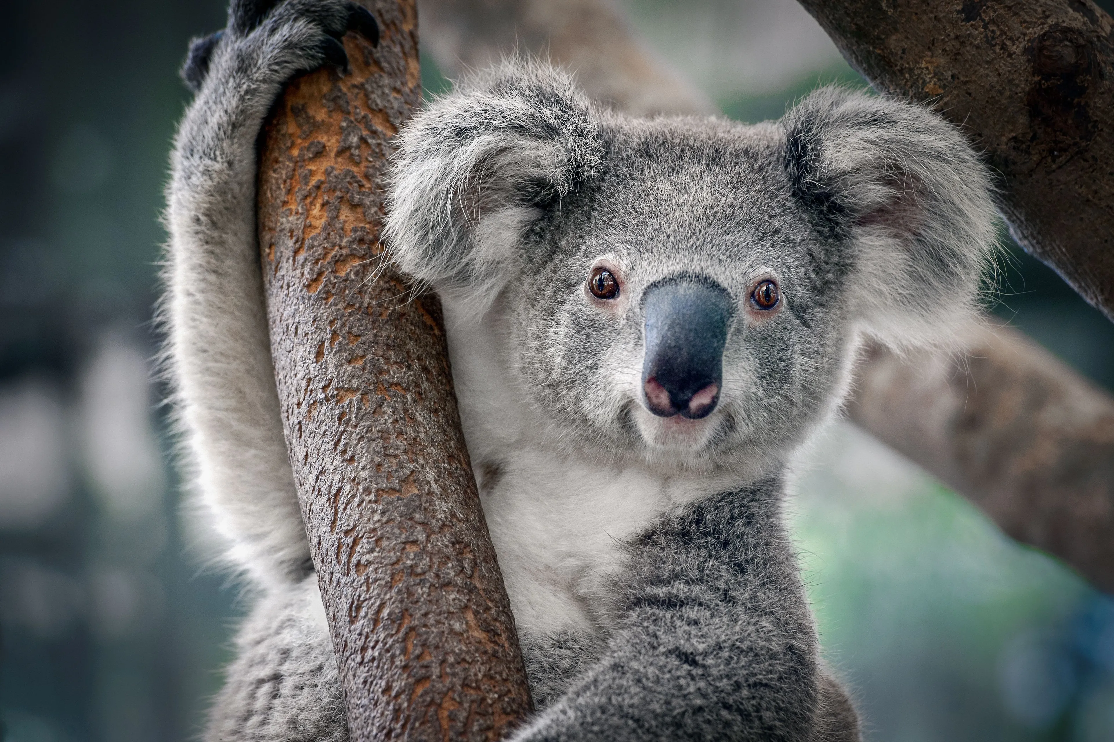 koala shutterstock