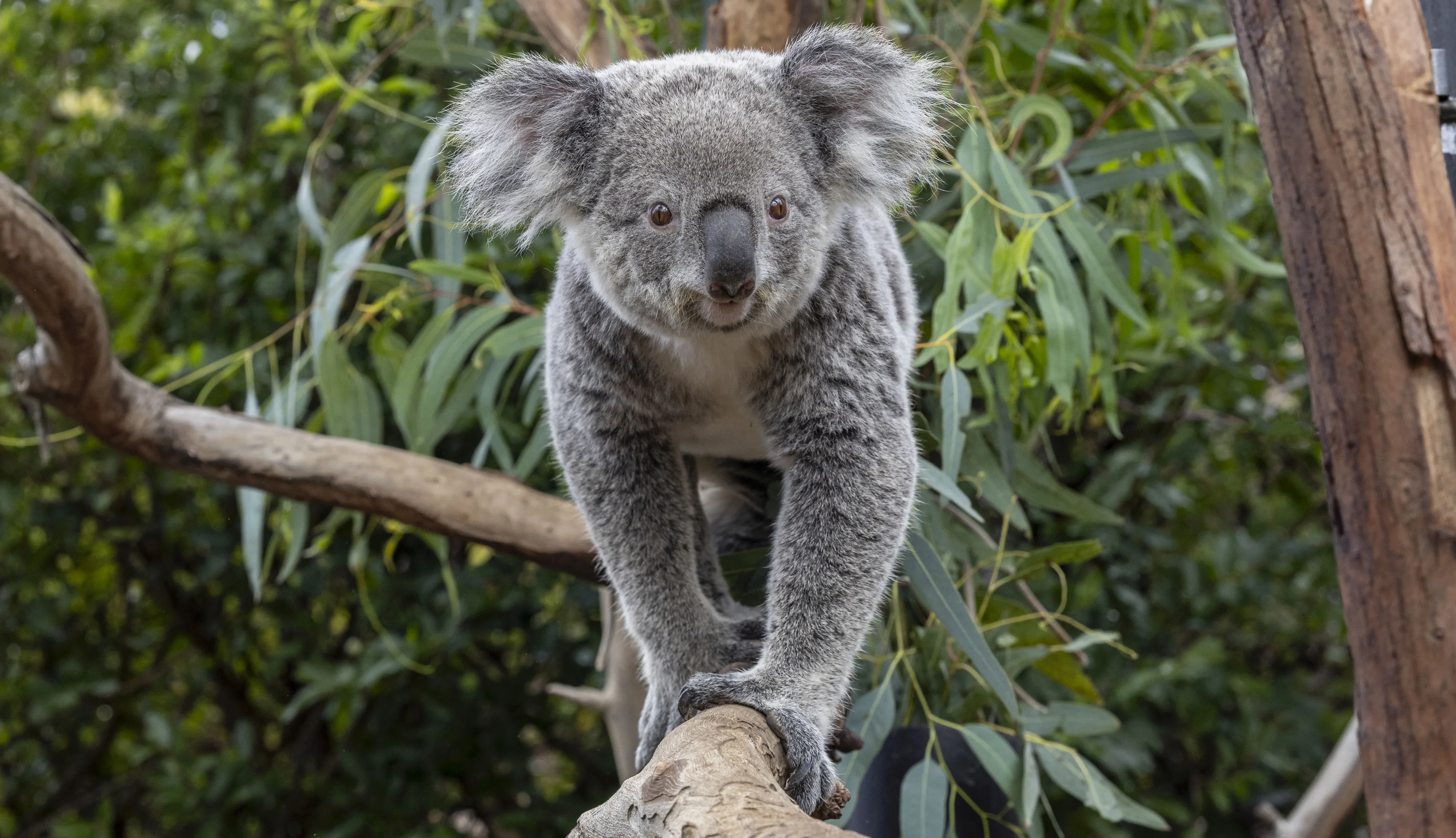 koalas