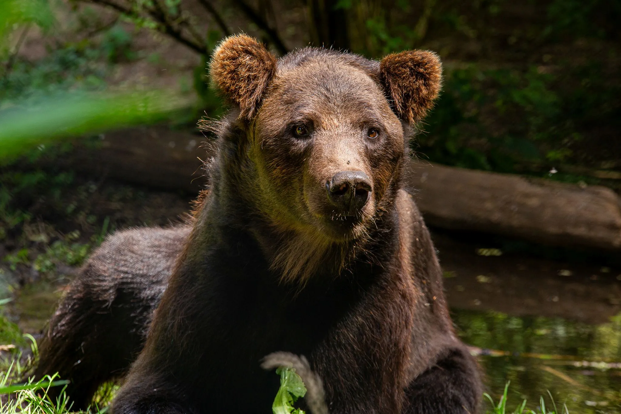 malysh ouwehands dierenpark