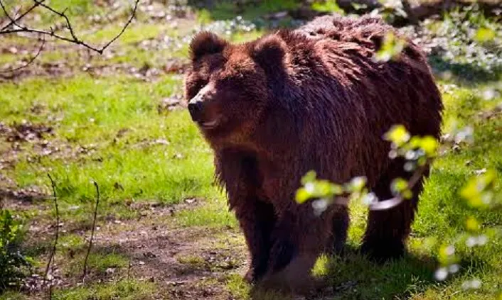 masha in ouwehand bears in mind en ouwehands dierenpark