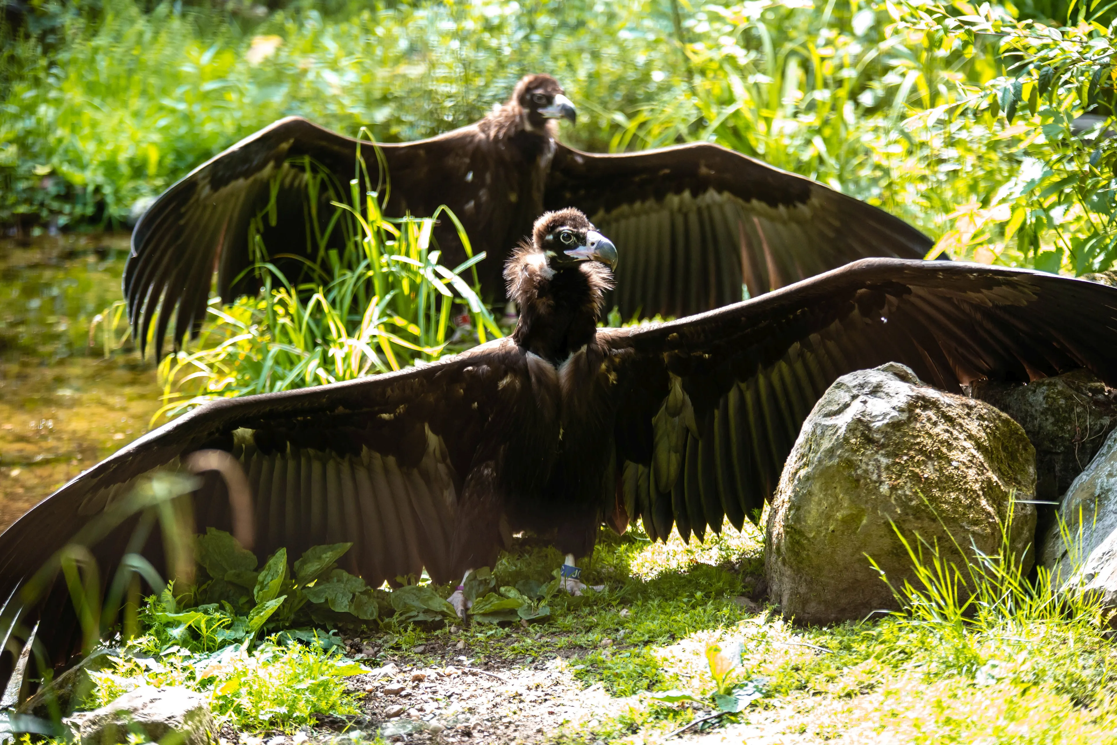 monniksgieren ouwehands dierenpark