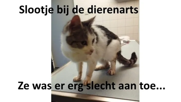 normal d1bbbe59fa4c24044a1341cc0deaf904630877d7