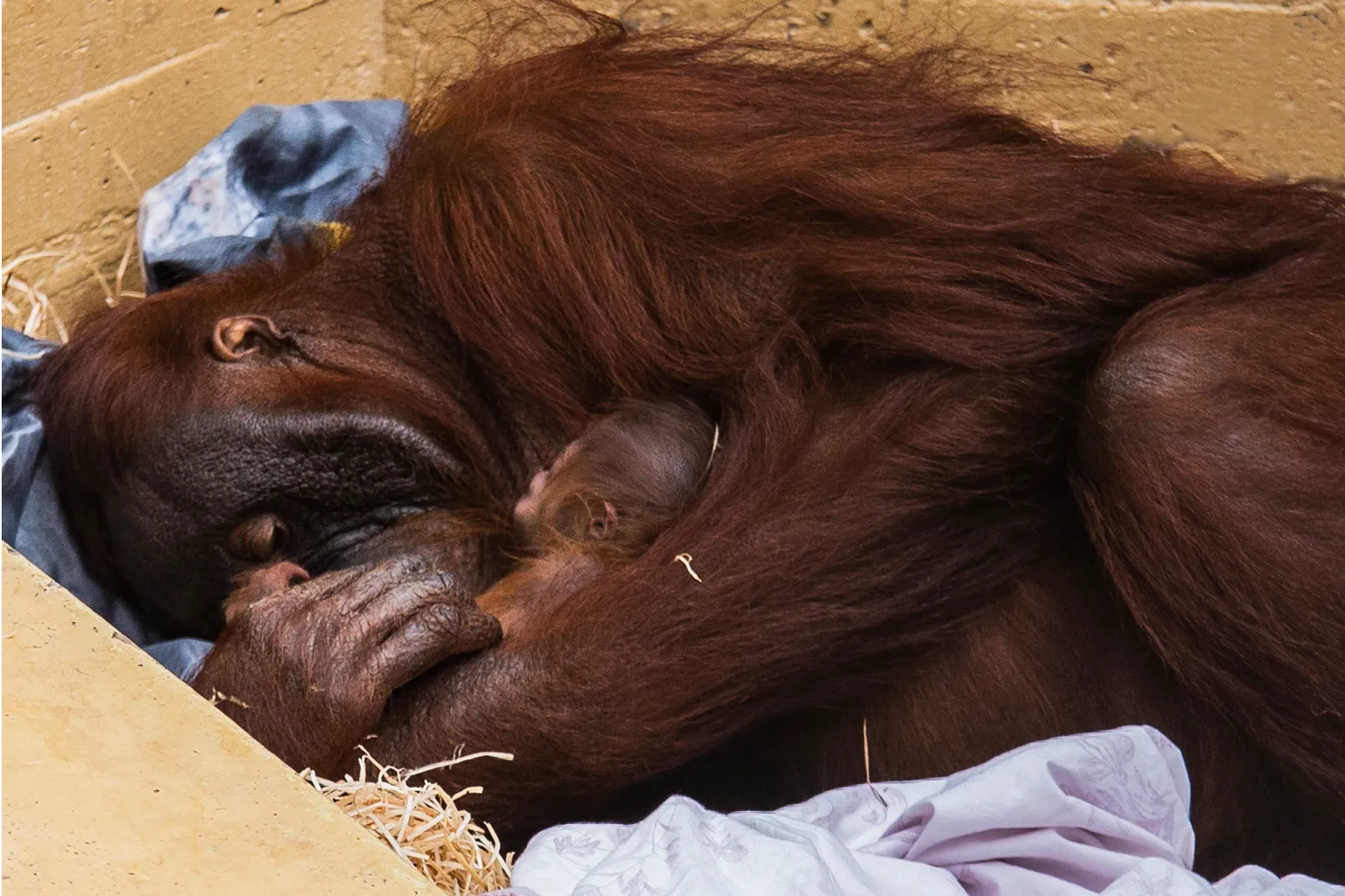 orang oetan jong