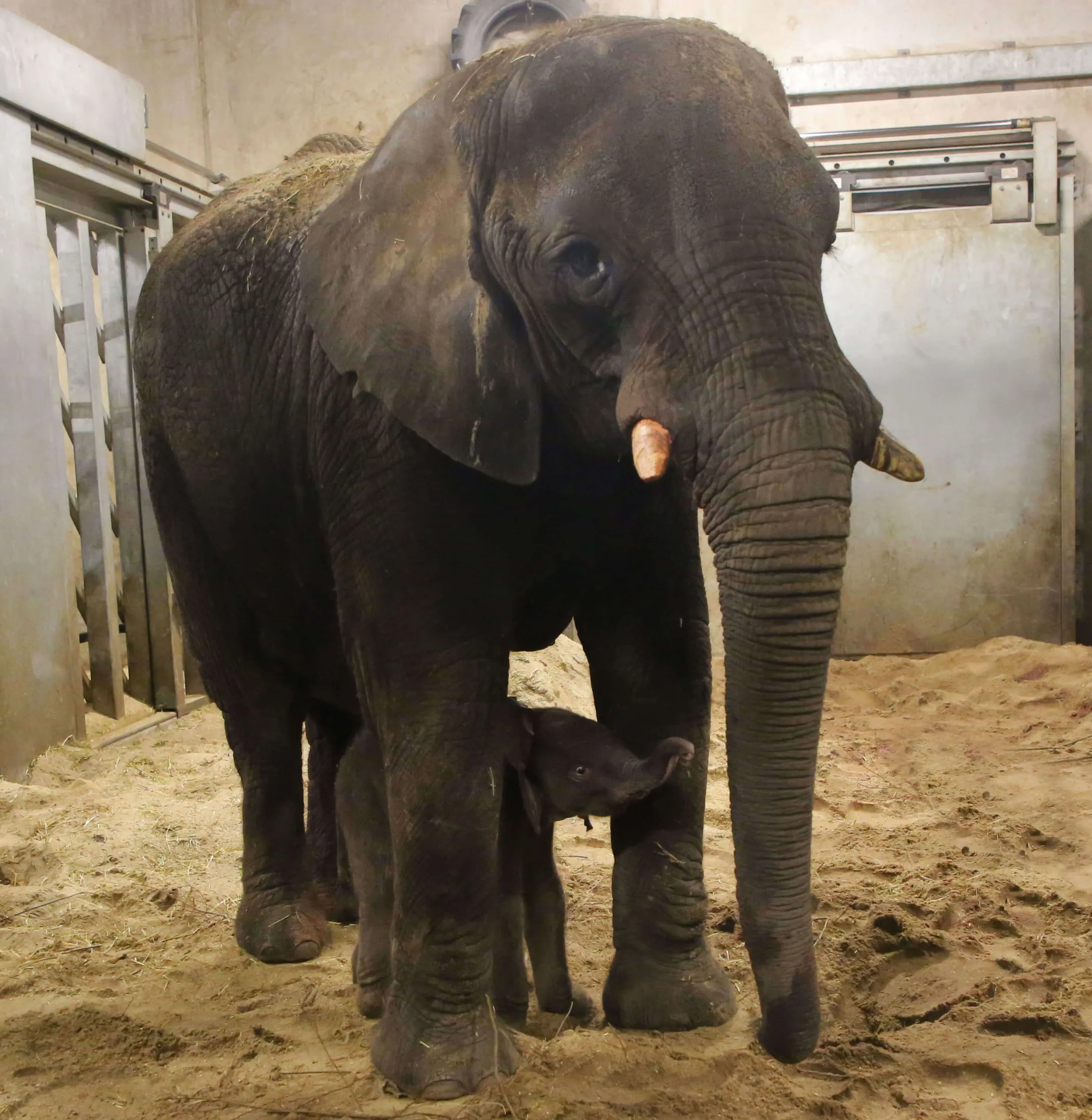 ouwehands dierenpark olifant jong