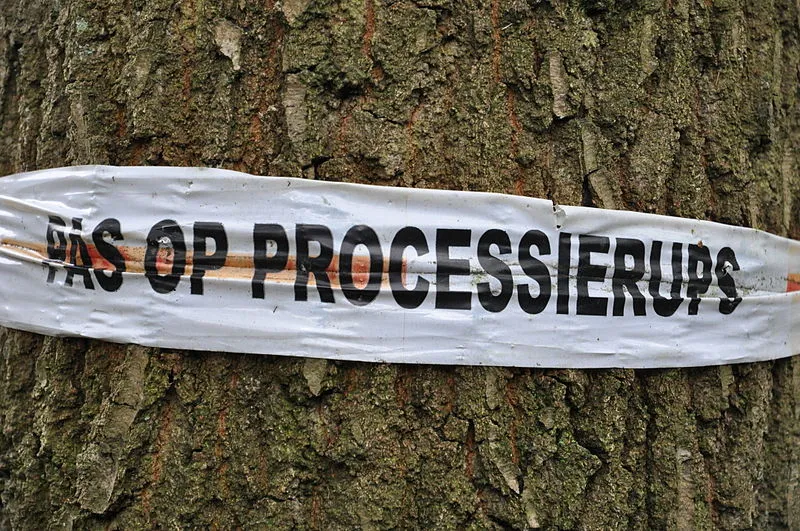 pas op processierups onderwijsgek wikimedia