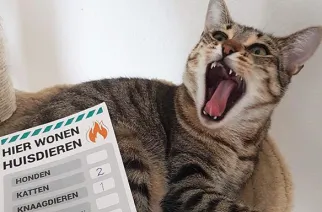 pet resquestickers 2018 09 03 om 190602 1 e1696257823551