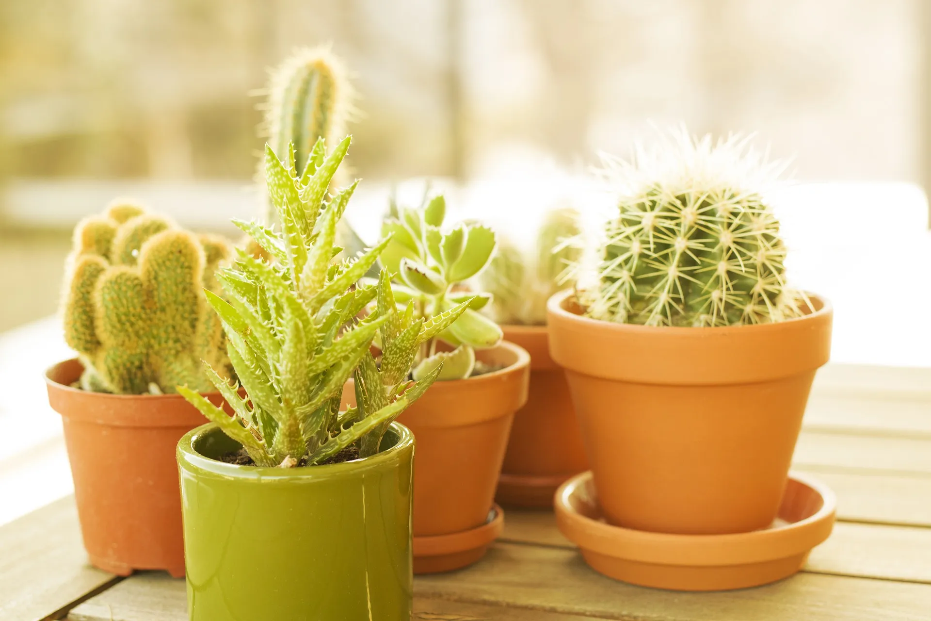 plant naar keuze lum3n pixabay