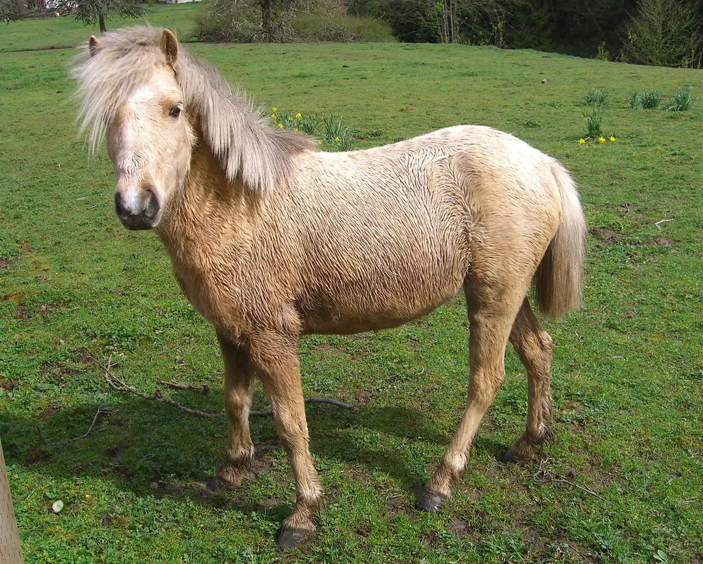 pony steve lodefink flickr cc by 20