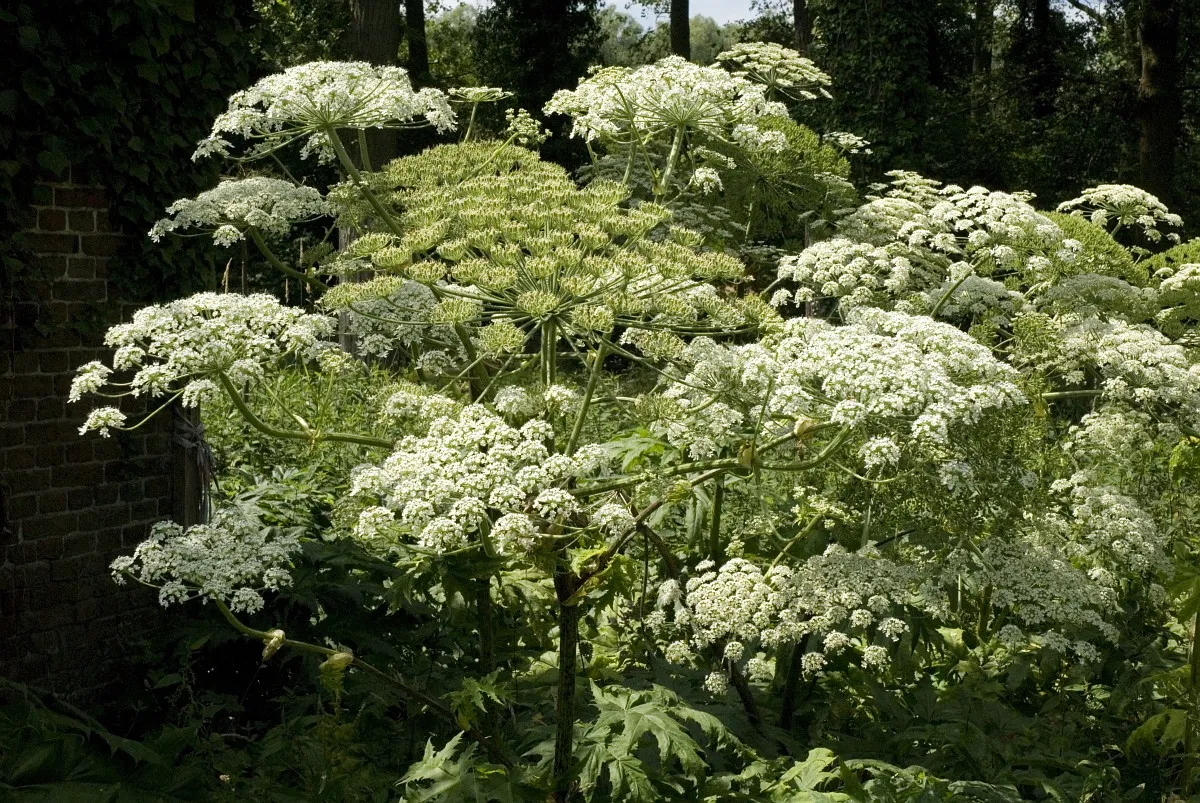 reuzenbereklauw bron saxifraga foto jan van der straaten 003