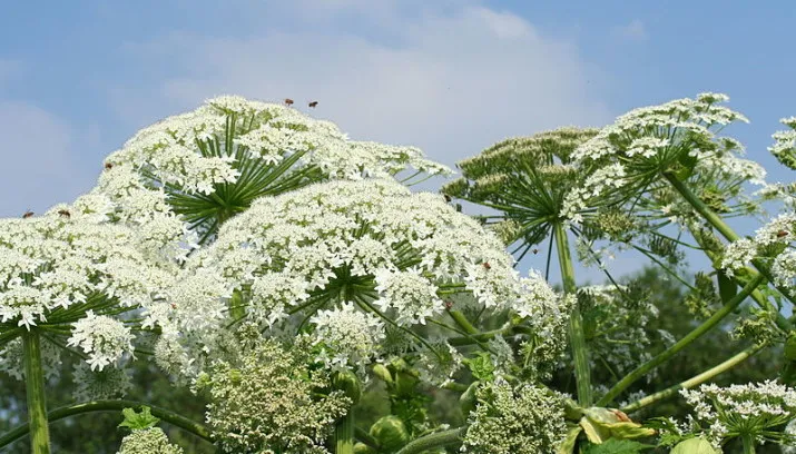 reuzenberenklauw jean pol grandmont wikimedia