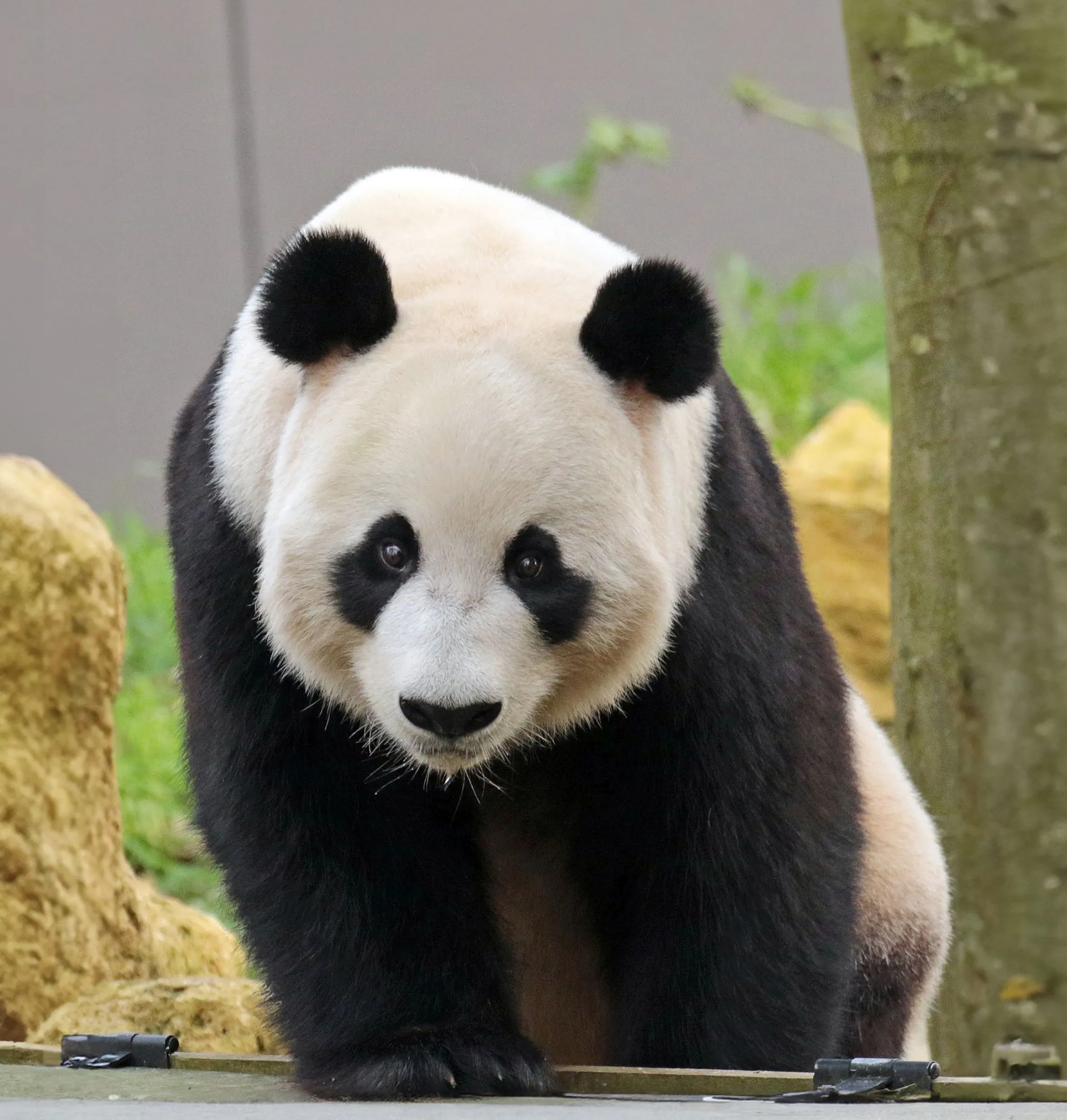 reuzenpanda xy ouwehands dierenpark 5