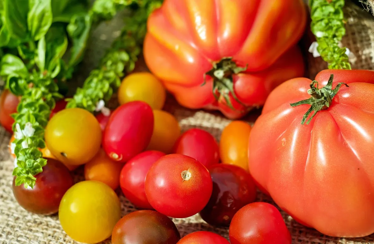 tomaten cc0 public domain