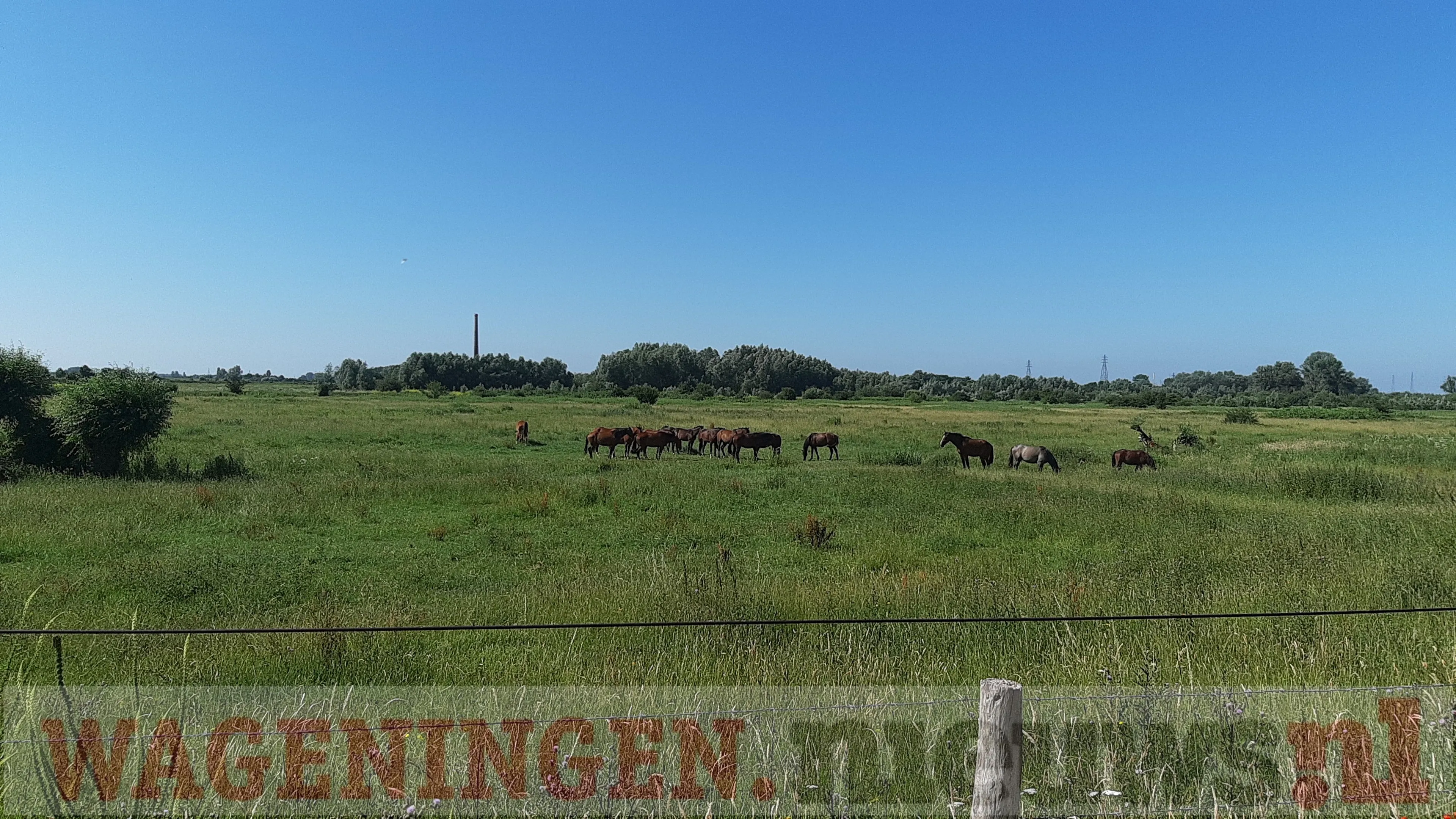 uiterwaarden 27 06 2019 1