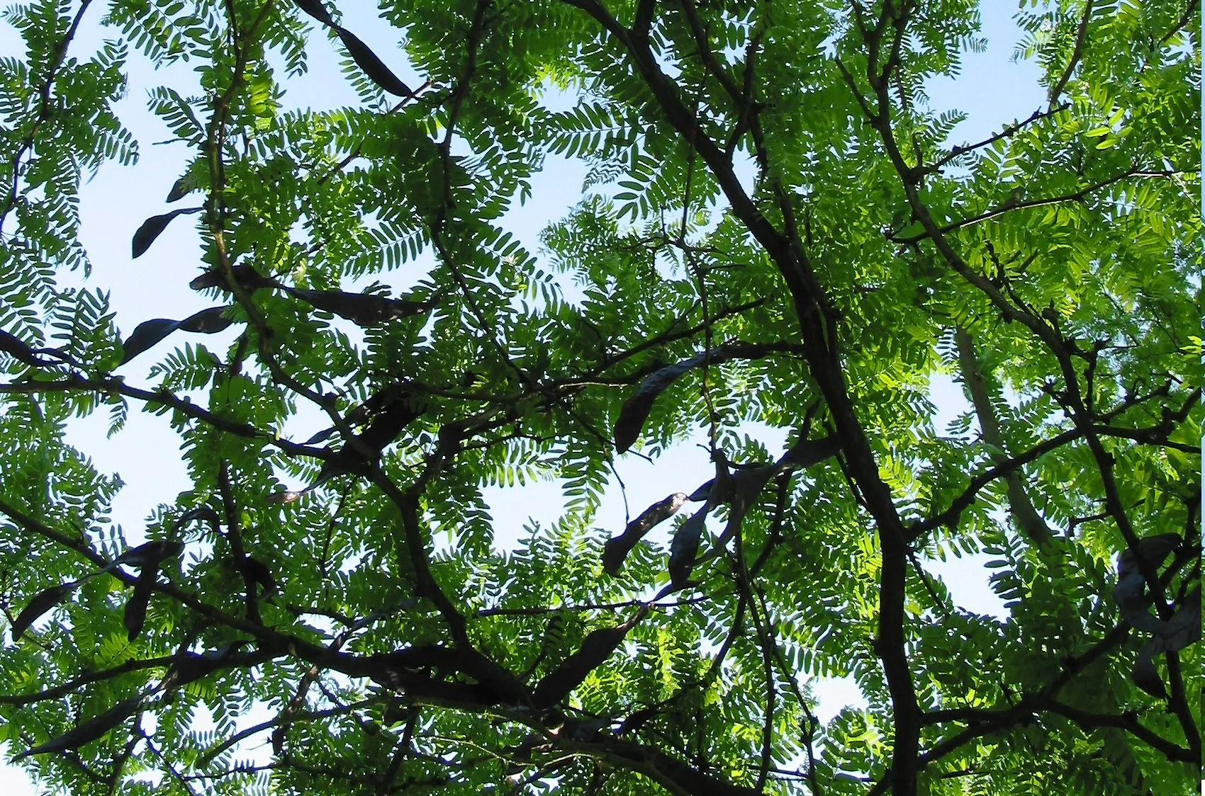 valse christusdoorn jean pol grandmont wikimedia