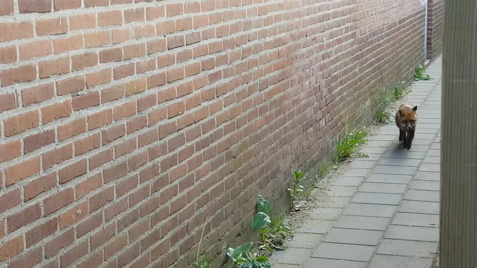 vos in de wijk