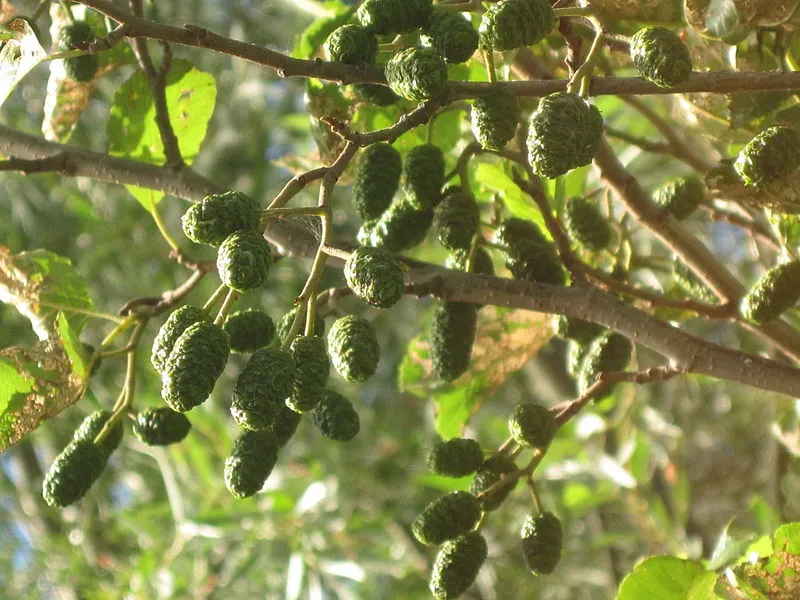 zwarte els bjschoenmakers flickr