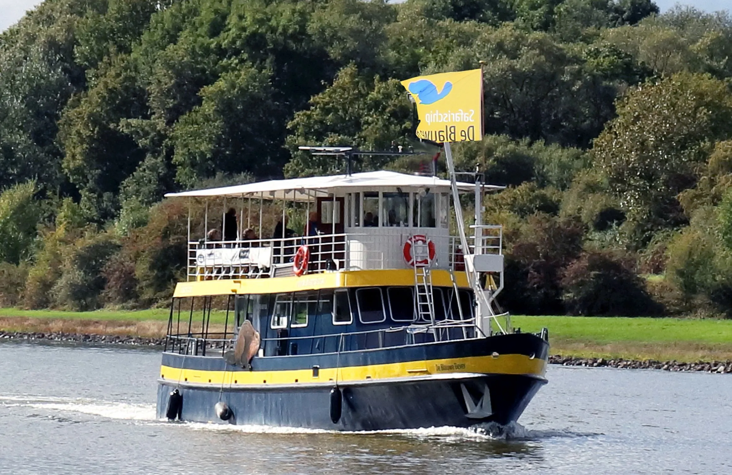 blauwe bever onderweg naar de betuwe