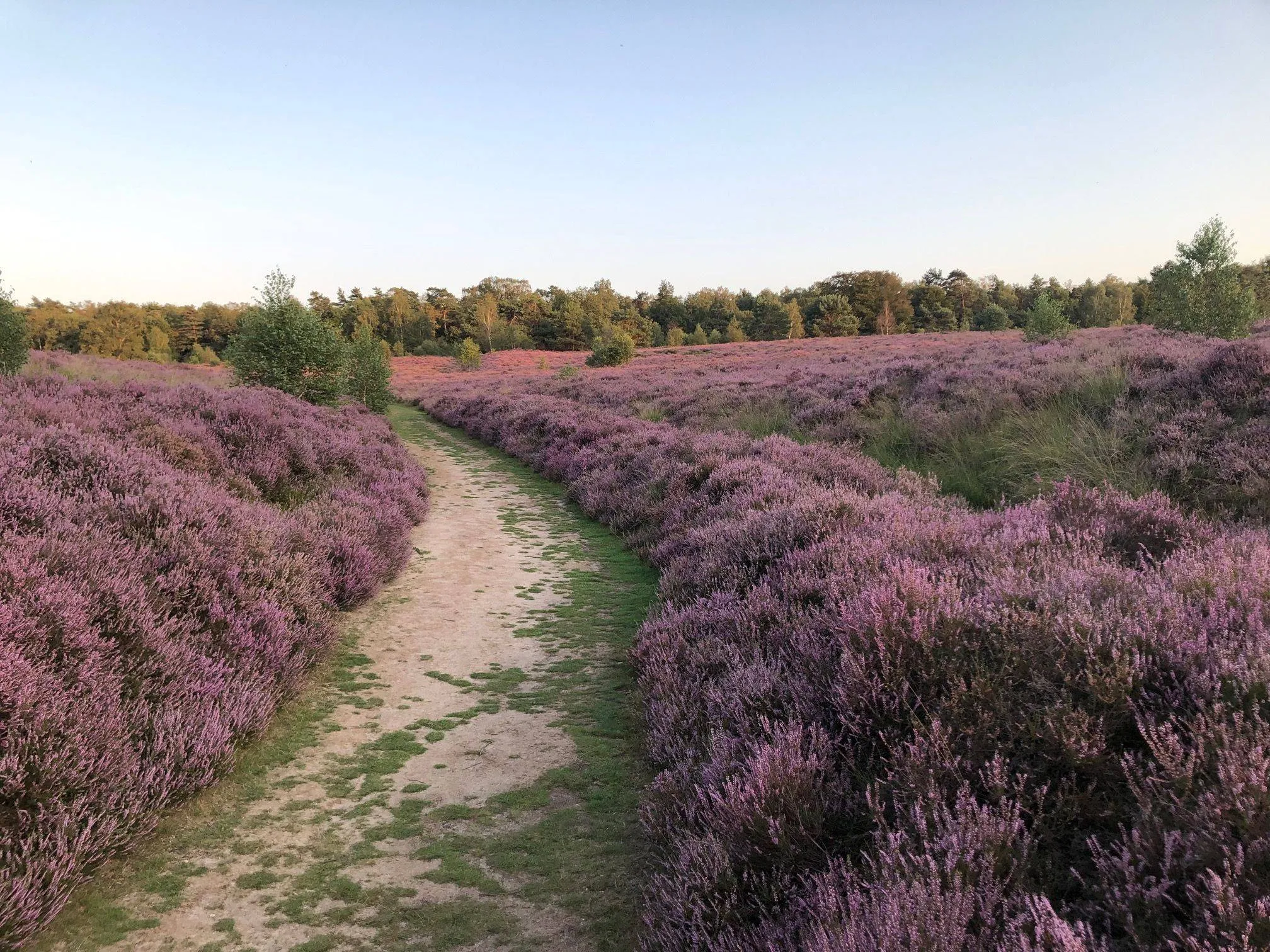 heide in bloei