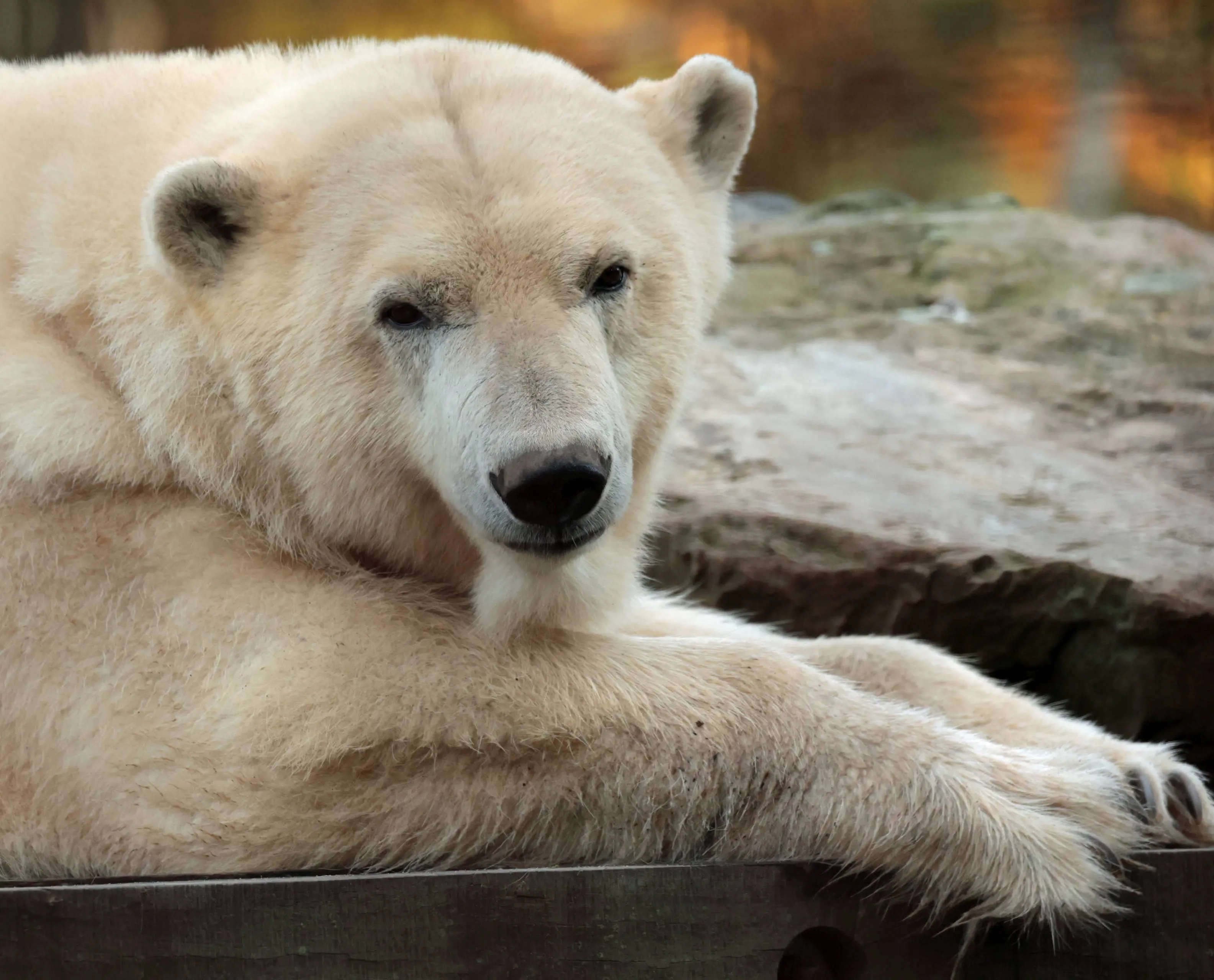 ijsbeer ouwehands dierenpark 1