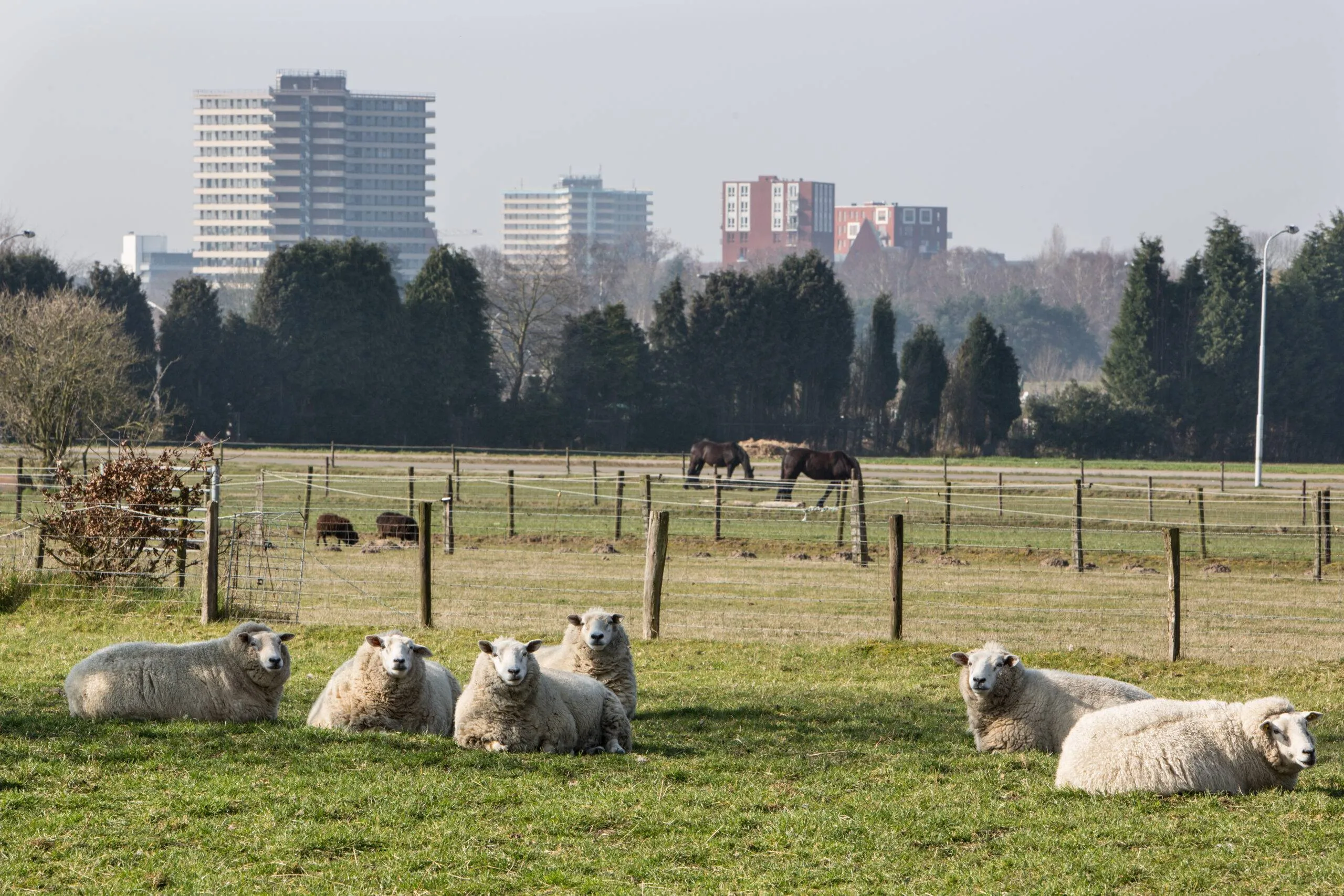 de eng weiland schapen gemeente wageningen
